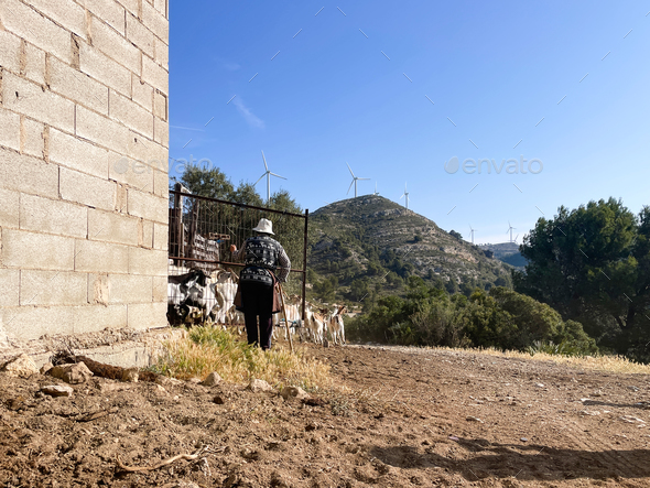 Elderly woman in Spain herding goats - Stock Photo - Images