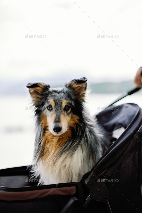 old shetland dog in a stroller looking at camera