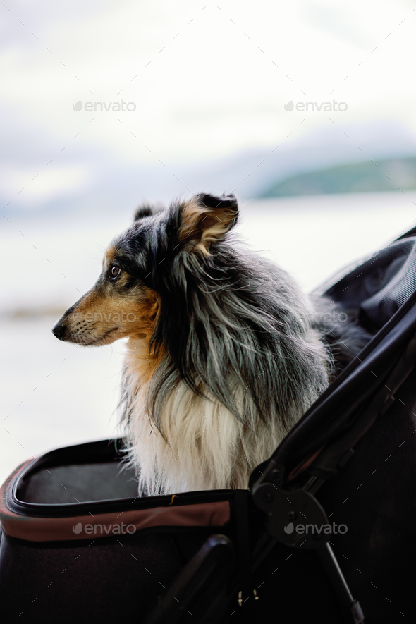 old shetland dog in a stroller looking away