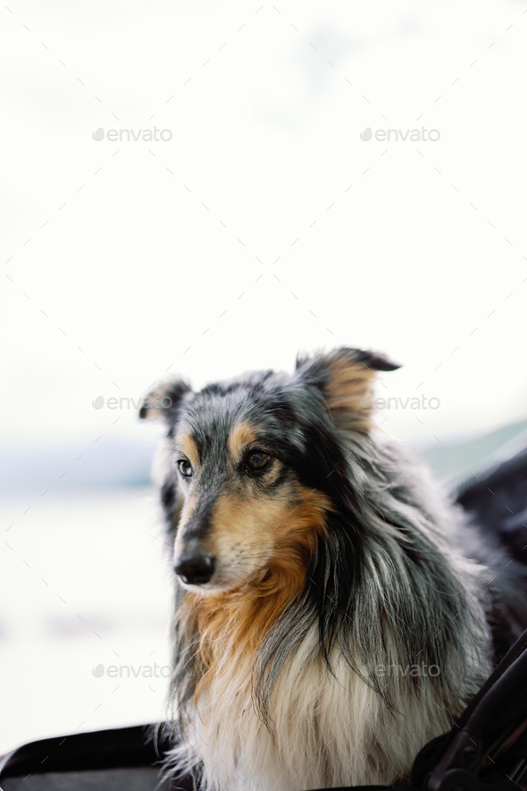 old shetland dog in a stroller looking away