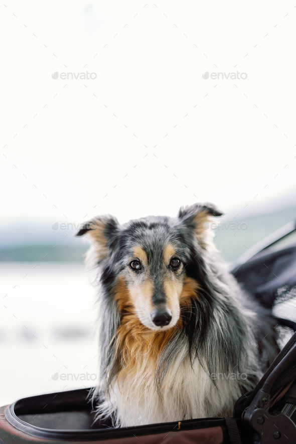 old shetland dog in a stroller looking at the camera