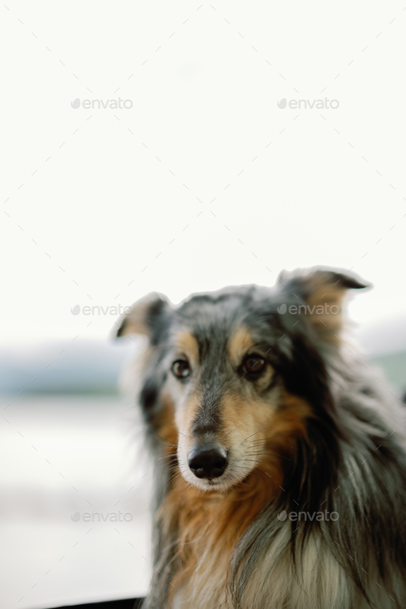 old shetland dog in a stroller looking at the camera