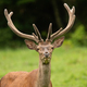 Intimate summer portrait of a red deer stag on a meadow. - PhotoDune Item for Sale