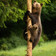 Mother brown bear and cub&#39;s climbing up a tree. - PhotoDune Item for Sale