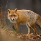 Fluffy red fox looking back on foliage in fall nature - PhotoDune Item for Sale