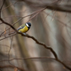 Colorful great tit sitting on branch in spring nature - PhotoDune Item for Sale