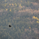 Common raven flying over the green mountains in autumn - PhotoDune Item for Sale