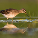 A Hunting Wood Sandpiper Takes a Pause at a Summer River - PhotoDune Item for Sale