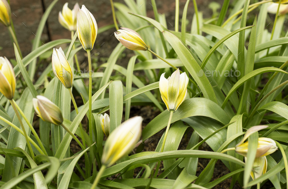 Yellow tulipa tarda dasystemon flowers in the garden in spring - Stock Photo - Images