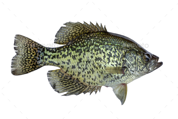 Black crappie fresh caught in a northern Minnesota lake isolated on a white background - Stock Photo - Images