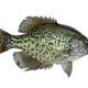 Black crappie fresh caught in a northern Minnesota lake isolated on a white background - PhotoDune Item for Sale