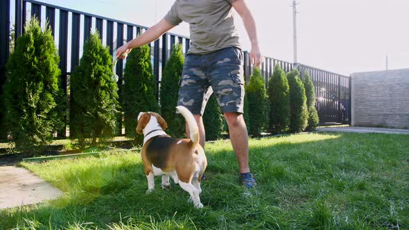 Man Plays with His Beagle Dog Outdoors and Treats Her Pet with a Treat alt