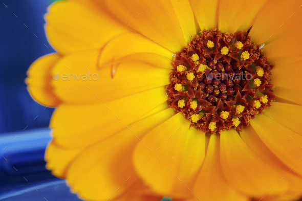 Orange Flower - Stock Photo - Images
