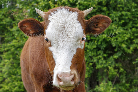 A young brown calf - Stock Photo - Images