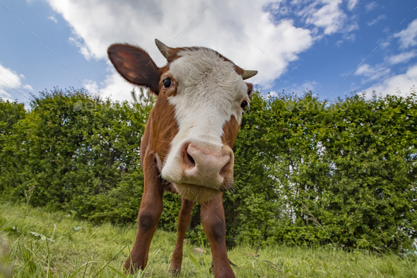 brown calf, cow, looking at the camera - Stock Photo - Images