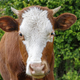 A young brown calf - PhotoDune Item for Sale