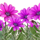 Purple daisy flower and green grass border - PhotoDune Item for Sale