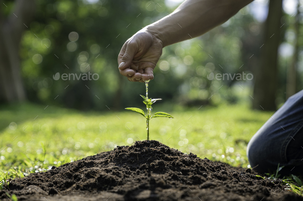 man hand watering a sapling growing in germination sequence on fertile soil, seed and planting conce