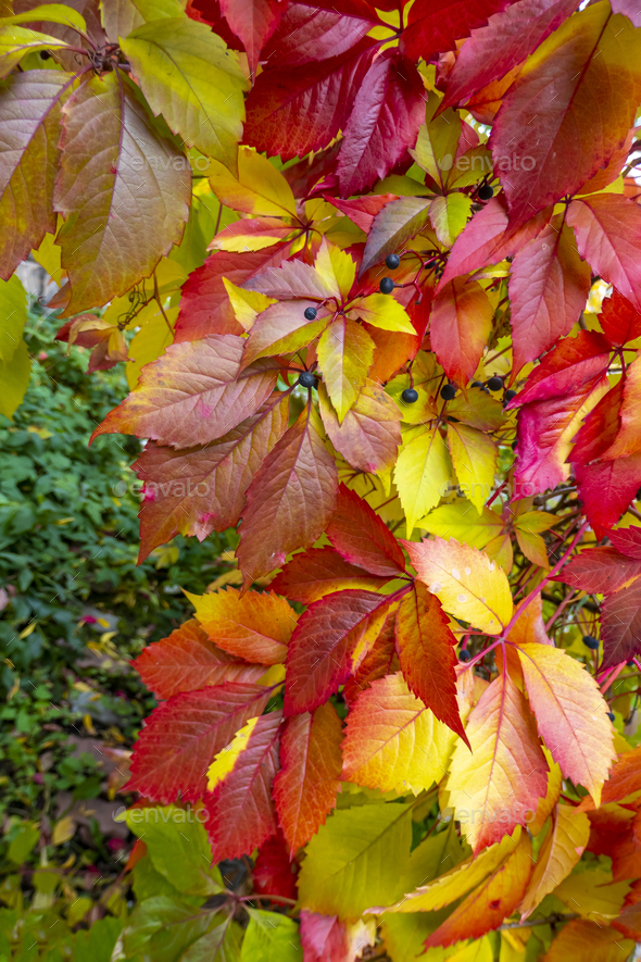 Parthenocissus quinquefolia (Virginia creeper)