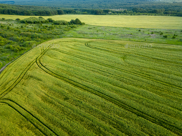 Aerial view of fielf of fresh young wheat rye ears in the morning light - Stock Photo - Images