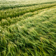 Aerial view of fielf of fresh young wheat rye ears in the morning light - PhotoDune Item for Sale
