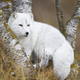 Arctic fox in the forest at late summer - PhotoDune Item for Sale