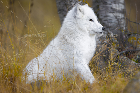 Focused white arctic fox in the forest - Stock Photo - Images