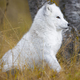 Focused white arctic fox in the forest - PhotoDune Item for Sale