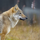 Close-up of alert female grey wolf standing in the forest - PhotoDune Item for Sale