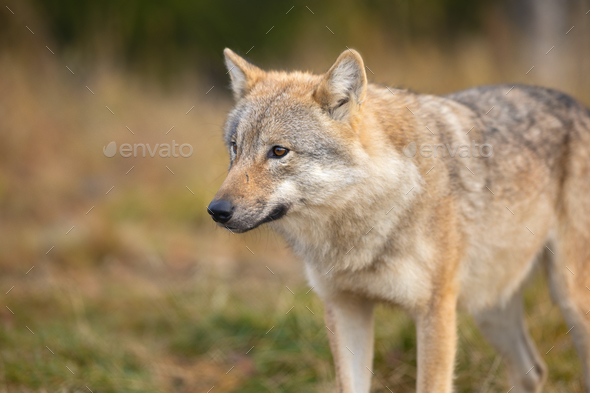 Beautiful female grey wolf standing in the forest - Stock Photo - Images