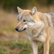 Beautiful female grey wolf standing in the forest - PhotoDune Item for Sale