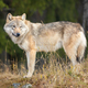 Young grey wolf standing in the forest - PhotoDune Item for Sale