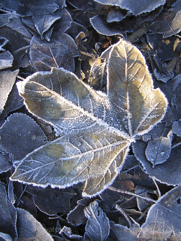 Close up of a fallen frozen leaf - Stock Photo - Images