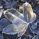 Close up of a fallen frozen leaf - PhotoDune Item for Sale