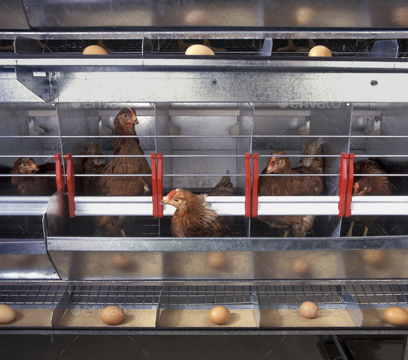 Chicken and eggs inside a chicken farm - Stock Photo - Images