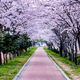blossm cherry path in Naju - PhotoDune Item for Sale