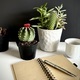 Notebook and pen with cactuses  - PhotoDune Item for Sale