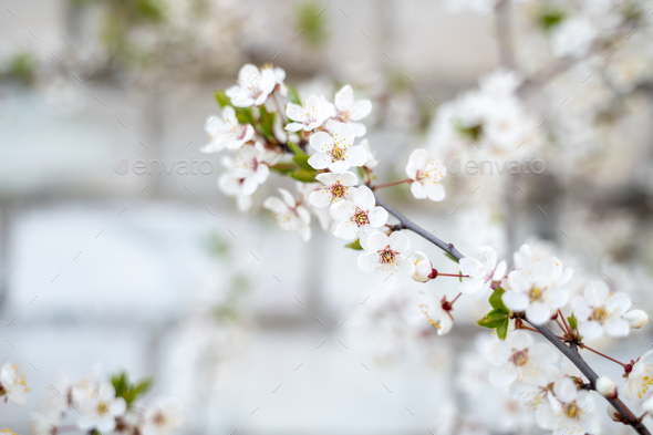 Flowering or blossoming cherry tree branches - Stock Photo - Images