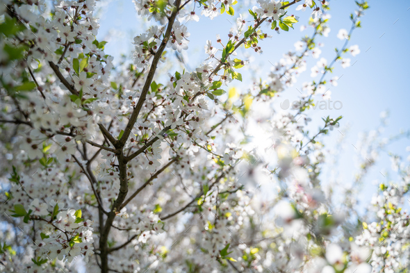 Flowering or blossoming cherry tree branches - Stock Photo - Images