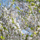 Flowering or blossoming cherry tree branches - PhotoDune Item for Sale