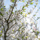 Flowering or blossoming cherry tree branches - PhotoDune Item for Sale