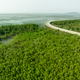 Green mangrove forest capture carbon dioxide. Net zero emissions. Mangroves capture CO2 - PhotoDune Item for Sale