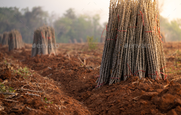 Cassava farm. Manioc or tapioca plant field. Bundle of cassava trees in cassava farm. Plowed field - Stock Photo - Images