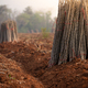 Cassava farm. Manioc or tapioca plant field. Bundle of cassava trees in cassava farm. Plowed field - PhotoDune Item for Sale