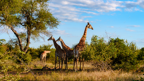 Giraffe in the bush of Kruger national park South Africa during sunset - Stock Photo - Images
