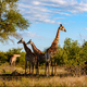 Giraffe in the bush of Kruger national park South Africa during sunset - PhotoDune Item for Sale