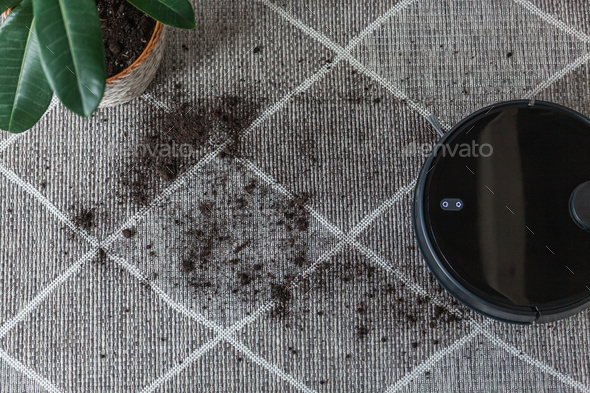 Robotic vacuum cleaner cleaning dirty carpet at home next plant
