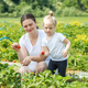 Mother and kid picking strawberry on self-picking farm. Harvesting concept. Pick-Your-Own farm - PhotoDune Item for Sale
