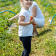 Little kid girl picking strawberry on self-picking farm. Harvesting concept. - PhotoDune Item for Sale