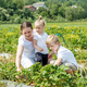 Young caucasian mother is harvesting new crop of strawberries with children and having fun. - PhotoDune Item for Sale